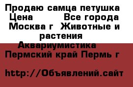 Продаю самца петушка › Цена ­ 700 - Все города, Москва г. Животные и растения » Аквариумистика   . Пермский край,Пермь г.